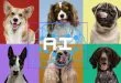 Identifiez la race de votre chien avec l'intelligence artificielle